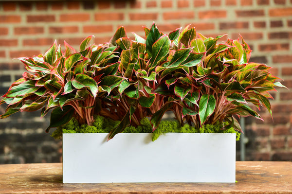 Red Aglaonema Tabletop Rectangle Planter Delivery NYC