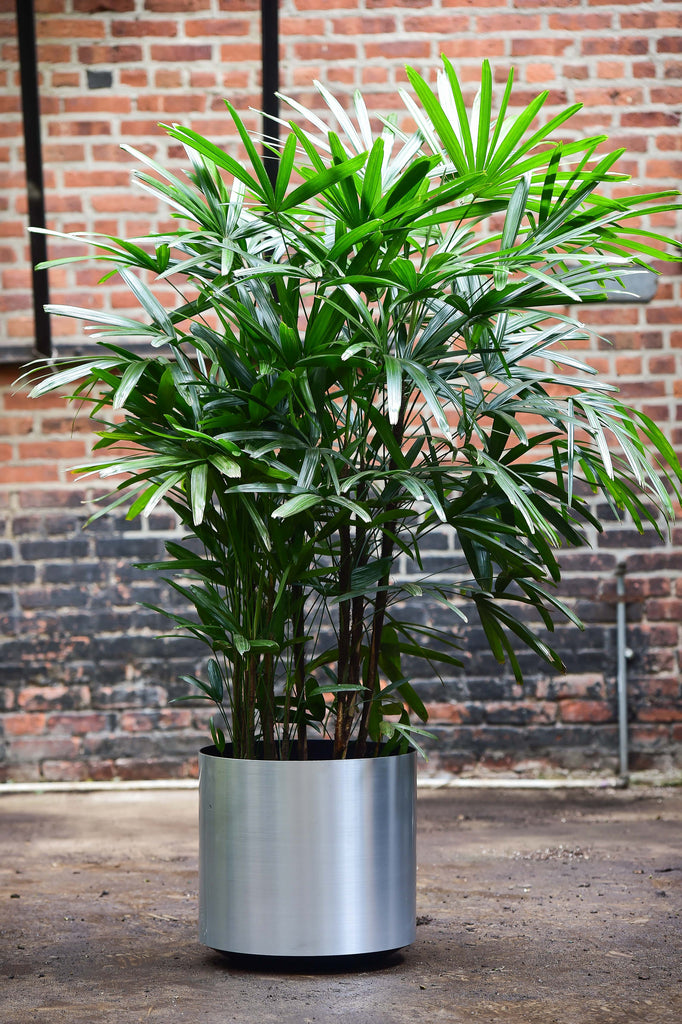 rhapis indoor plant Rhapis Palm (Lady Palm) – Interior Foliage Design
