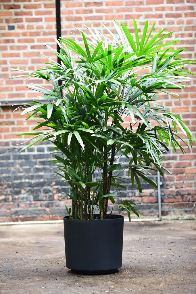 rhapis palm indoor plant Rhapis Palm (Lady Palm) – Interior Foliage Design