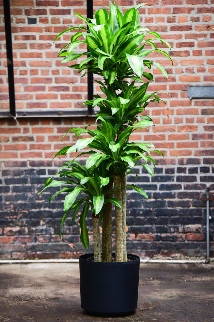 corn tree indoor plant Corn Plant' Mass Cane – Interior Foliage Design