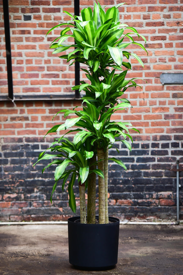 dracaena deremensis size Dracaena deremensis 'Warneckii' – Interior Foliage Design
