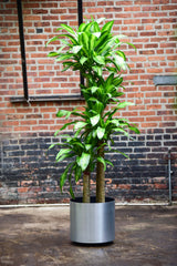 fancy dracaena mass cane Corn Plant' Mass Cane – Interior Foliage Design