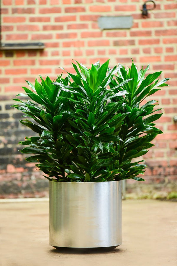 dracaena deremensis lisa Dracaena Deremensis "Lisa" – Interior Foliage Design