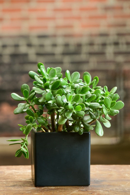 Crassula ovata (Jade Plant)
