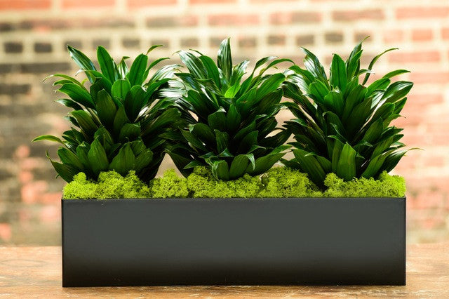 janet craig indoor plant Janet Craig 'Compacta' Medley – Interior Foliage Design