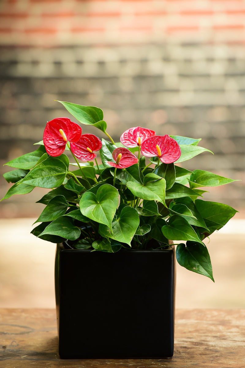 lady jane anthurium price in sri lanka Lady Jane Anthurium