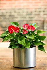 lady jane anthurium for sale in sri lanka Lady Jane Anthurium – Interior Foliage Design