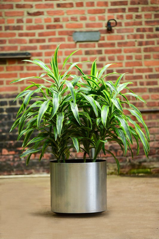 large dracaena warneckii Dracaena Deremensis ‘Warneckii’ 2L