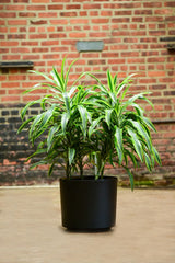 Dracaena Deremensis ‘Warneckii’ 2L