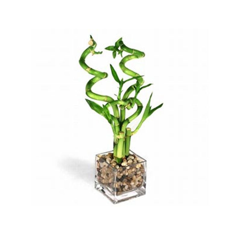 comprar lucky bamboo Lucky Bamboo