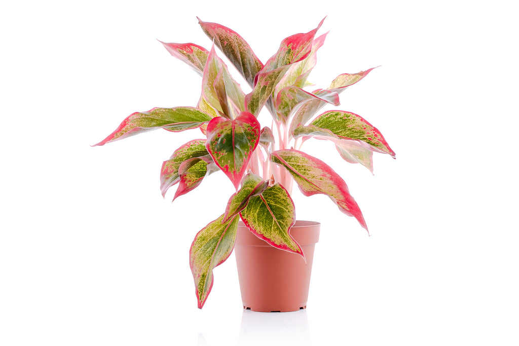kinds of house plants Set of 4 Indoor Plants
