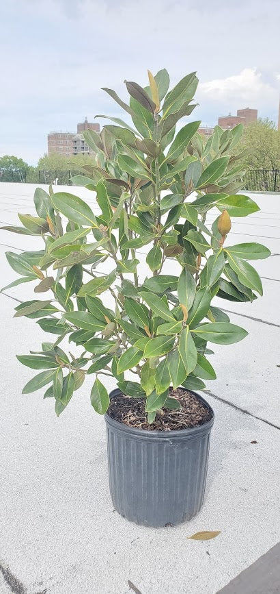 potted magnolia plant Magnolia Bush 3'
