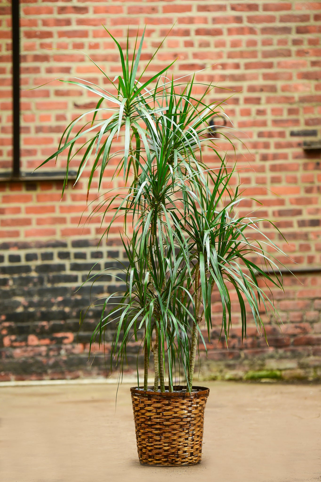 Dragon In Tree 'Dragon Tree' Dracaena marginata – Interior Foliage Design