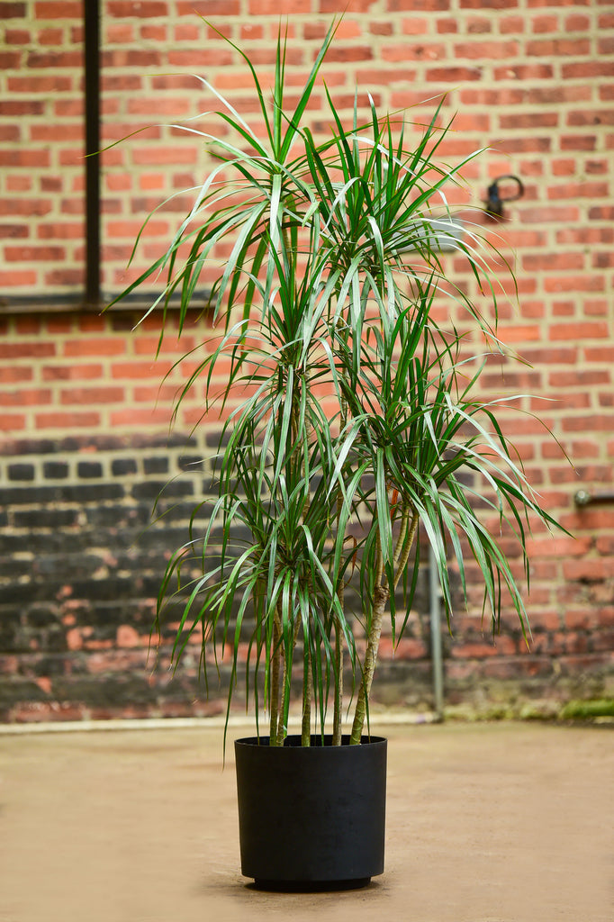 marginata bush indoor plant Dragon Tree' Dracaena marginata – Interior Foliage Design