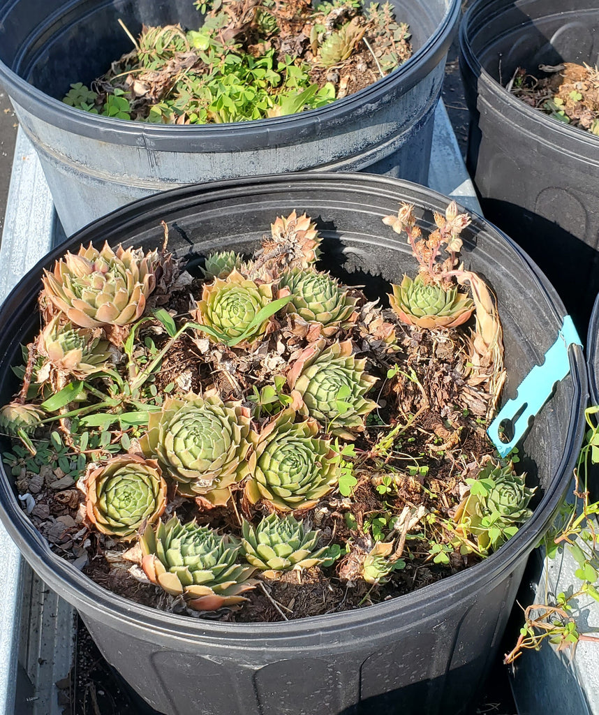 hens and chicks succulents for sale Sempervivum 'Hens and Chicks' – Interior Foliage Design