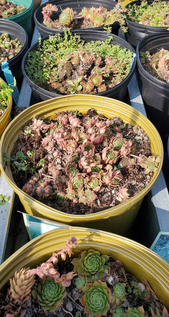 where to buy hens and chicks succulents Sempervivum 'Hens and Chicks' – Interior Foliage Design