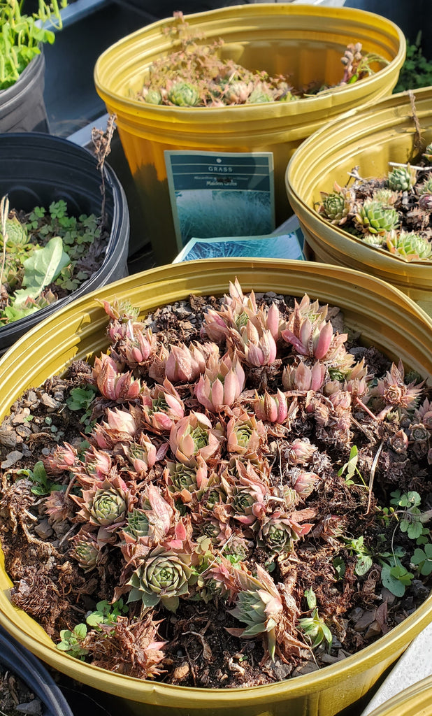 Sempervivum 'Hens and Chicks' – Interior Foliage Design