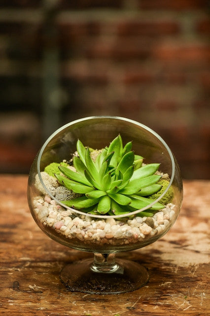 tabletop succulent Glass Garden – Interior Foliage Design