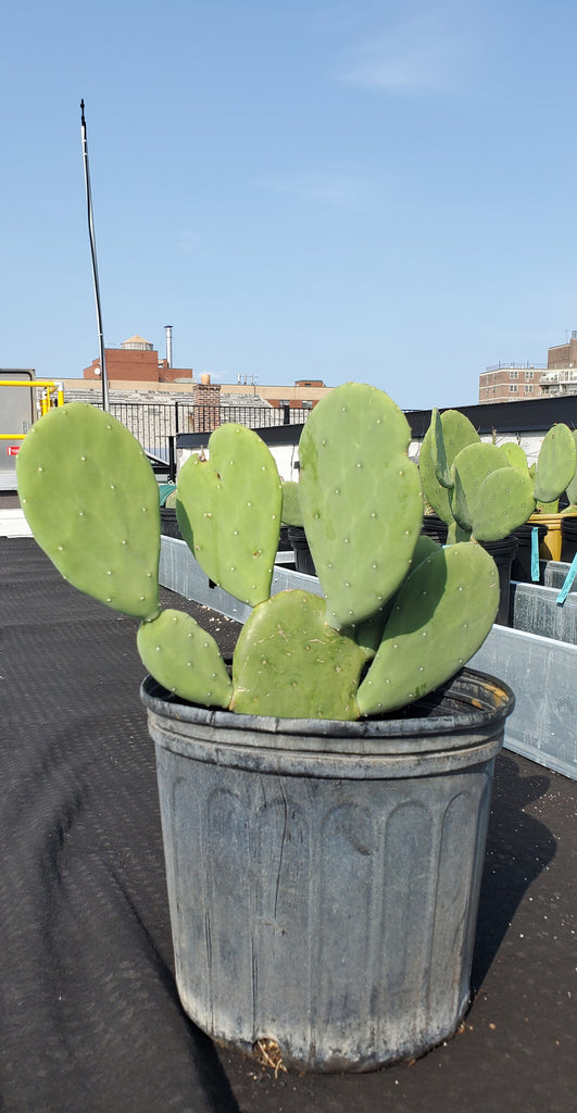 lowes prickly pear cactus Opuntia 'Ellisiana' – Interior Foliage Design