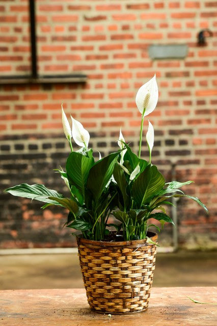 peace lily or spathiphyllum Spathiphyllum 'Peace Lily' (Tabletop) – Interior Foliage Design