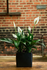 peace lily in french Spathiphyllum 'Peace Lily' (Tabletop) – Interior Foliage Design