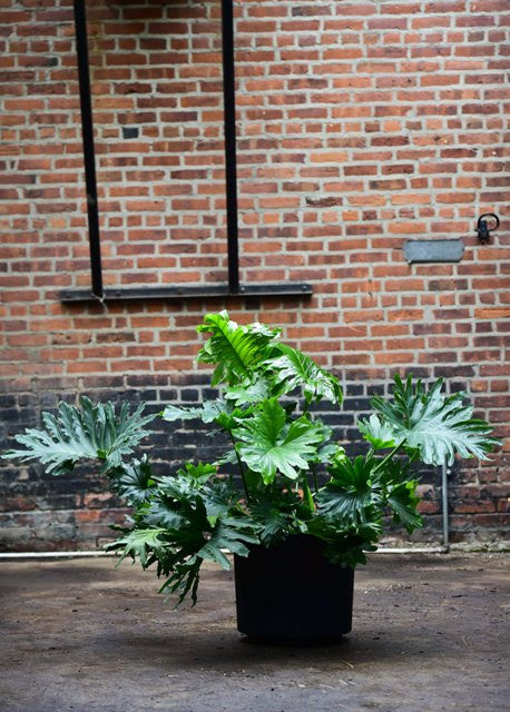 philodendron for sale nz Philodendron selloum – Interior Foliage Design