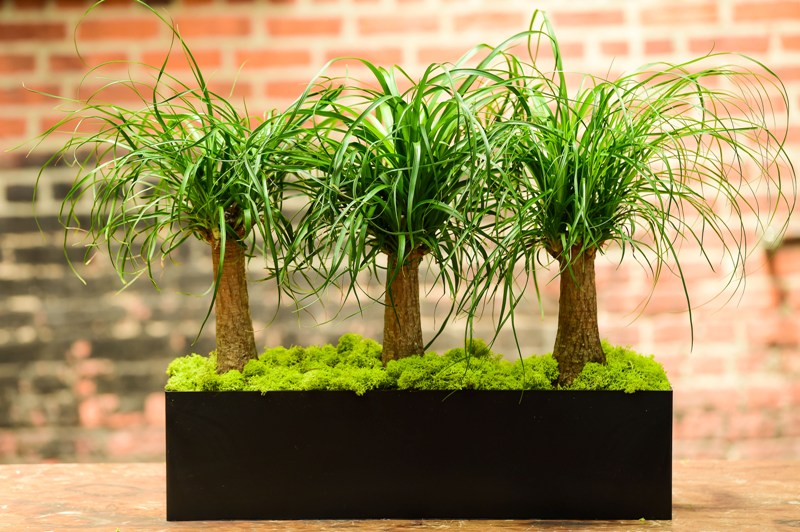 palm line ponytail palm Ponytail Palm (Rectangle) – Interior Foliage Design