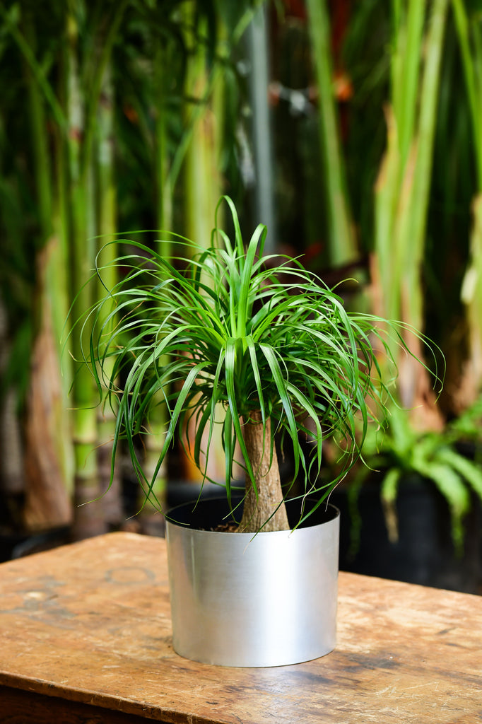 desk palm plant Ponytail Palm (Tabletop) – Interior Foliage Design
