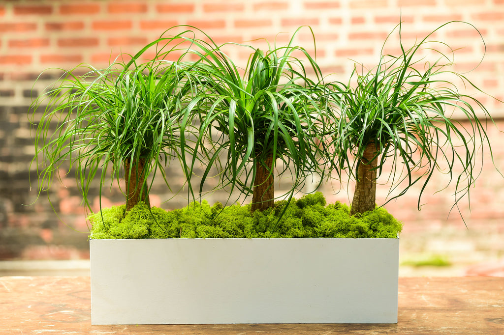 ponytail palm order Ponytail Palm (Rectangle) – Interior Foliage Design