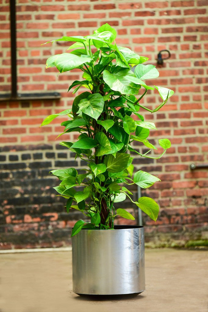 golden pothos totem plant Pothos Tower