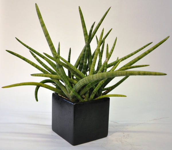 sword sansevieria Sansevieria Laurentii 'St. Johns Sword' – Interior Foliage Design