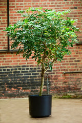 dracaena ficus schefflera Schefflera arboricola – Interior Foliage Design
