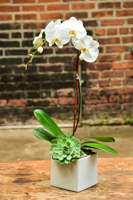 ftd succulent Single + Succulent
