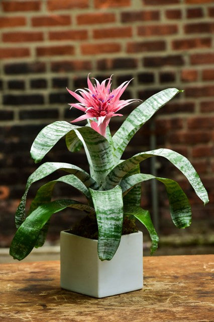 bromeliad plant Aechmea Fasciata | Pink Bromeliad