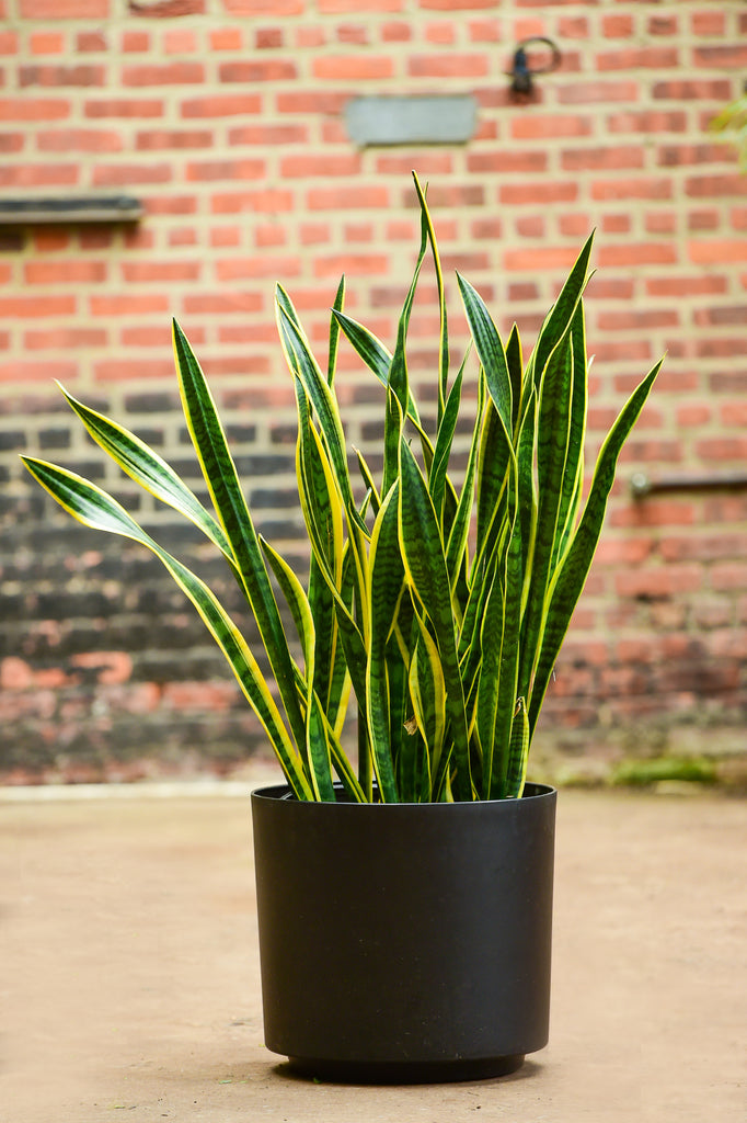 sansevieria aspca Sansevieria Trifasciata – Interior Foliage Design