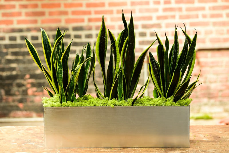 snake plant as a gift Sansevieria Trifasciata (Rectangle)