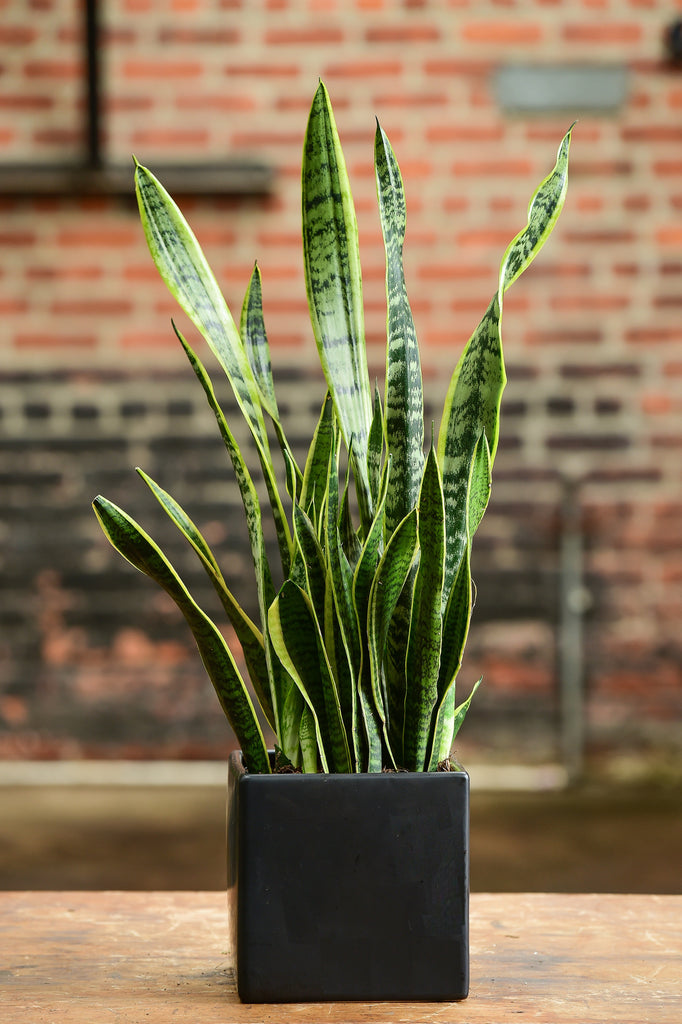 sansevieria trifasciata small Sansevieria Trifasciata Grey