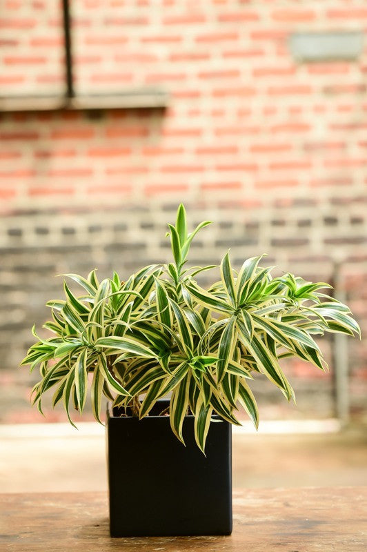 indoor plants native to india Song of India (Tabletop) – Interior Foliage Design