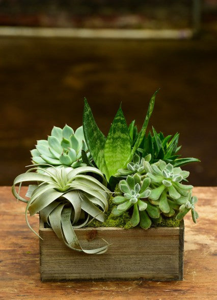 is an air plant a succulent Air Plant Combo – Interior Foliage Design