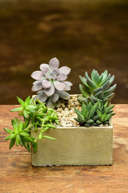 succulent plant delivery nyc Mesa
