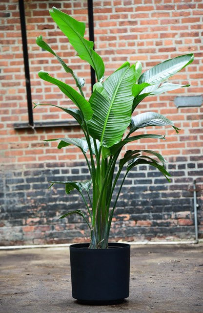 https://interiorfoliage.com/cdn/shop/products/Travelers_Palm_Bird_of_Paradise_Matte_Black_Plant_Delivery_NYC_600x.jpg?v=1497974348