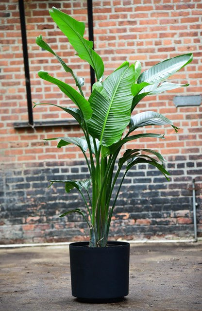 is travellers palm an indoor plant Travelers Palm (Bird of Paradise)