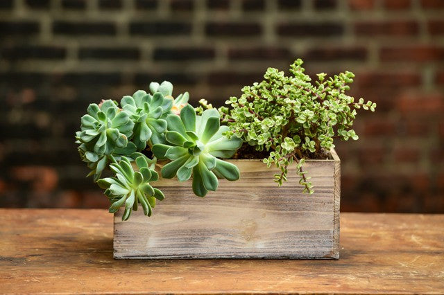 jade plant nyc Baby Jade & Co