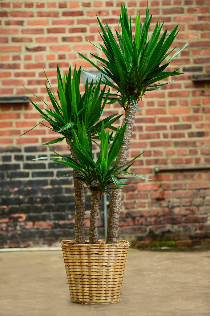 yucca cane decor Yucca Cane – Interior Foliage Design