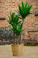 yucca cane plant price Yucca Cane – Interior Foliage Design