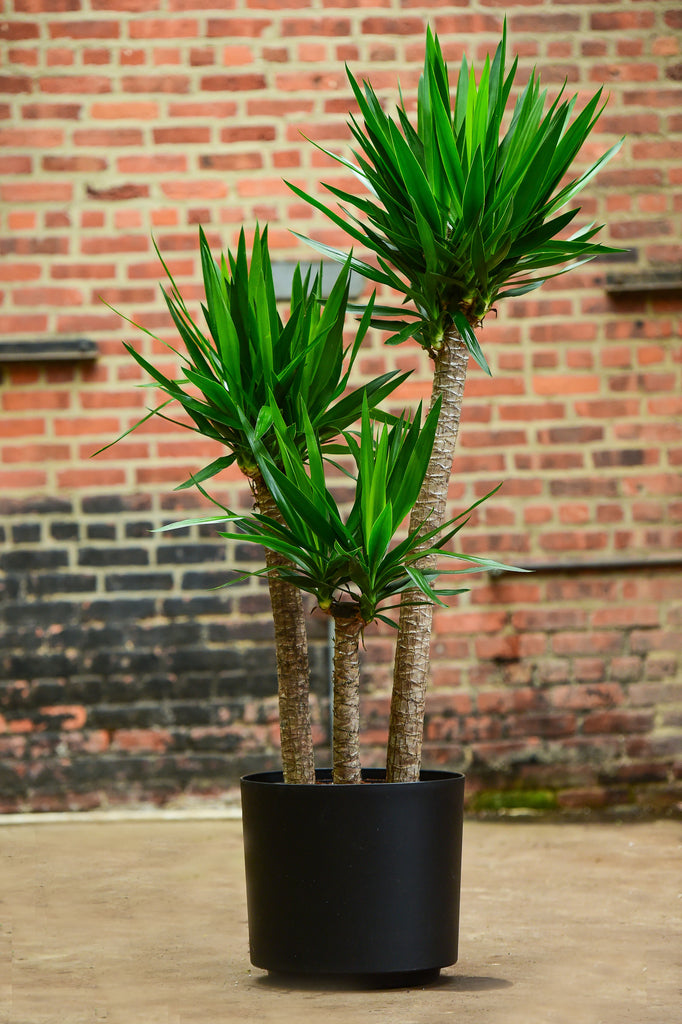 yucca cane cuidados Yucca Cane – Interior Foliage Design