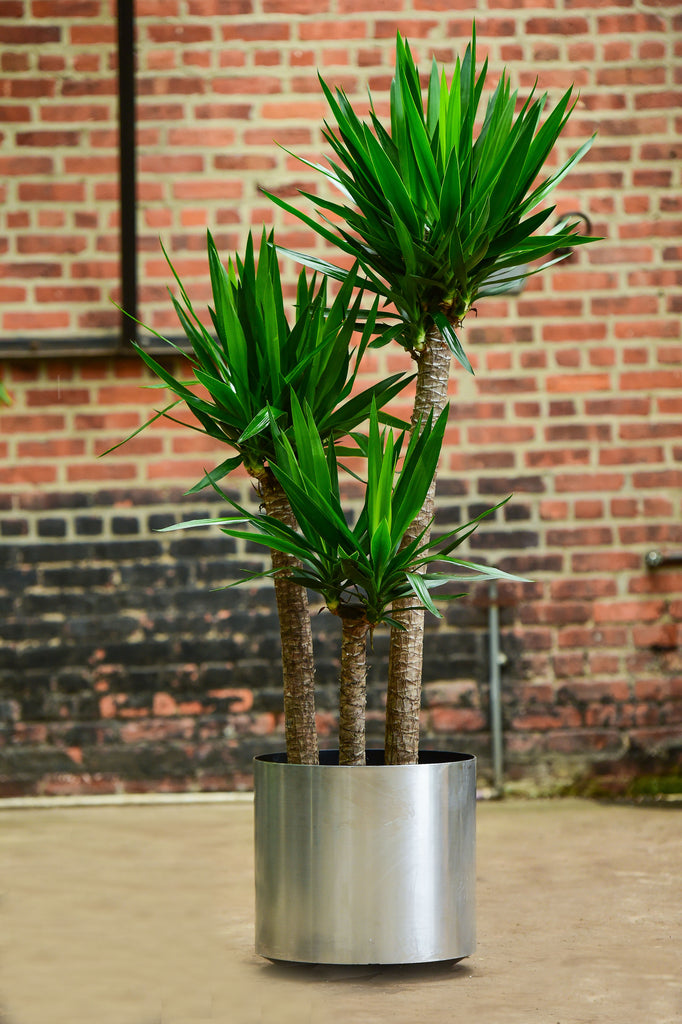can a yucca cane plant live outside Yucca Cane – Interior Foliage Design