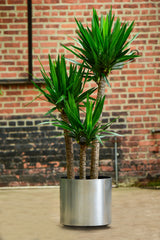 Yucca Cane – Interior Foliage Design