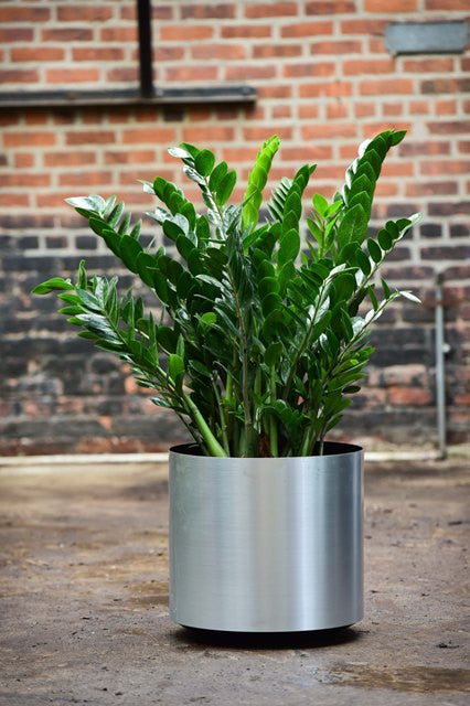 is a zz plant a tropical plant ZZ Plant – Interior Foliage Design