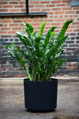 ZZ Plant – Interior Foliage Design